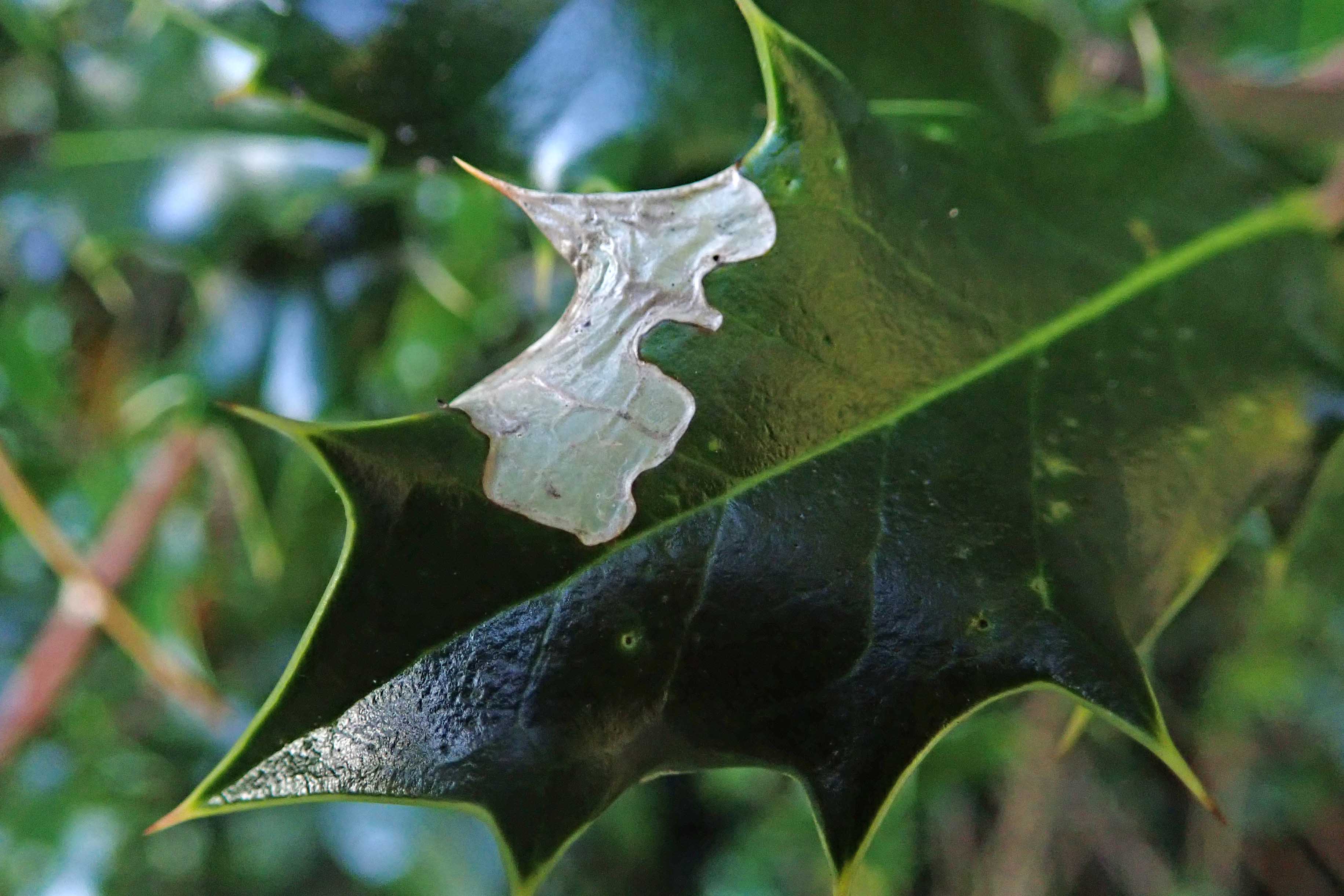 231102 a snail's lunch (1)