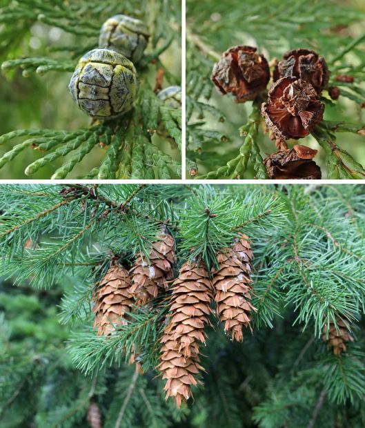 231105 cones nuts (1)