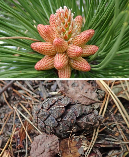 231105 cones nuts (2)