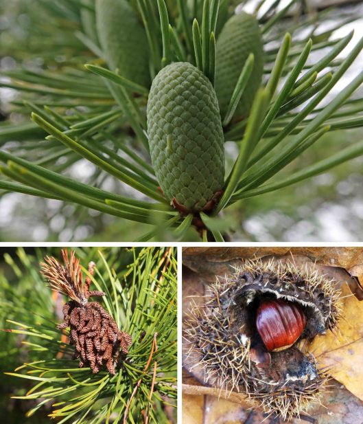 231105 cones nuts (3)