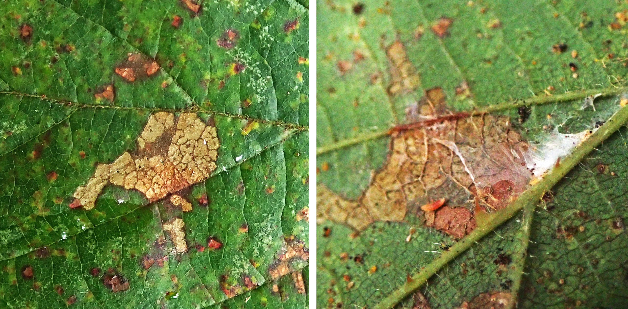 231106 carcina quercana on bramble