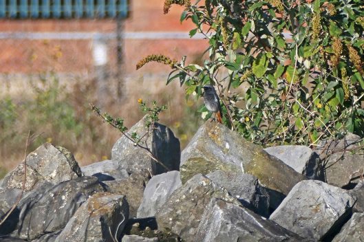 231108 black redstart