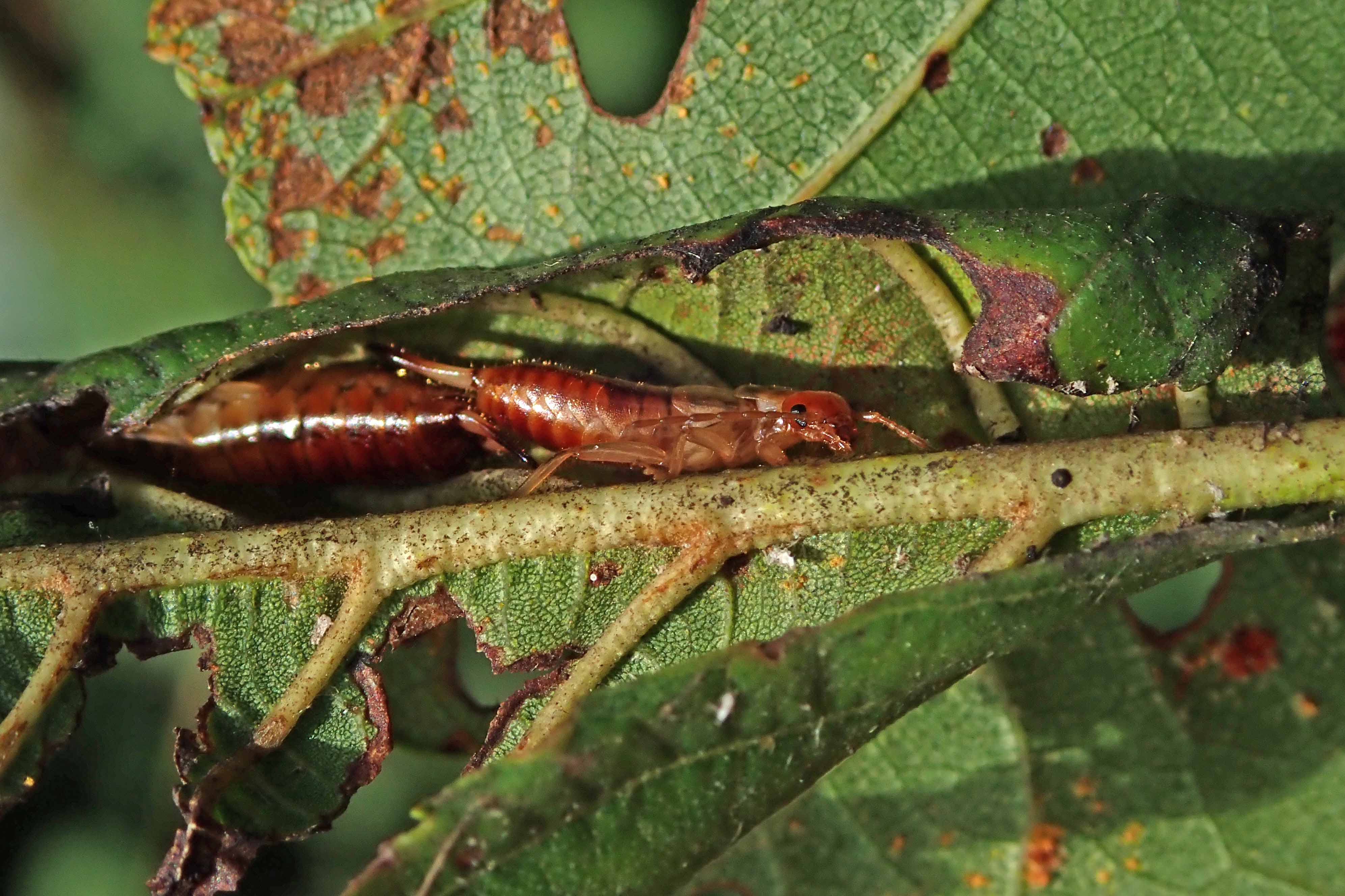 231109 hide huddle earwigs