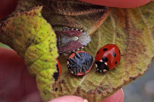 231109 hide huddle hairy shieldbug 7spots