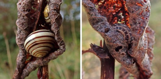 231109 hide huddle snails