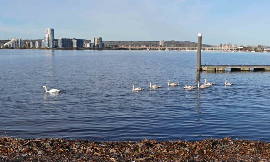 231111 seven cygnets