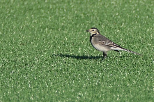 231115 pied wagtail on plastic