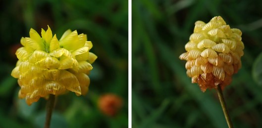 231119 Hop trefoil (1)