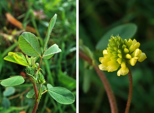 231119 Hop trefoil (2)