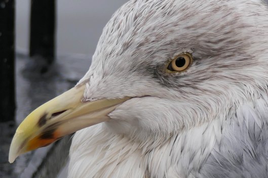 231121 herring gull