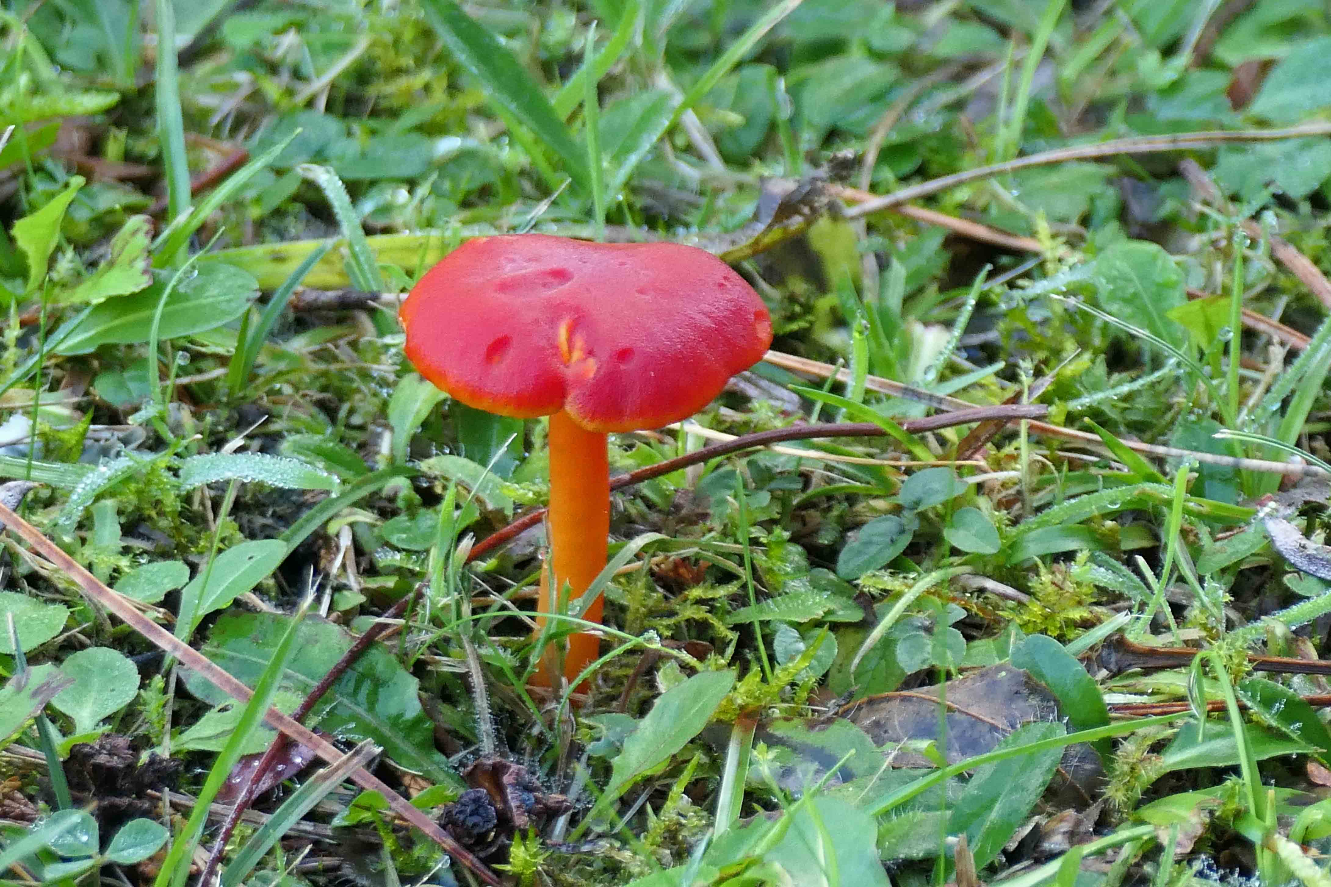 231124 waxcap scarlet