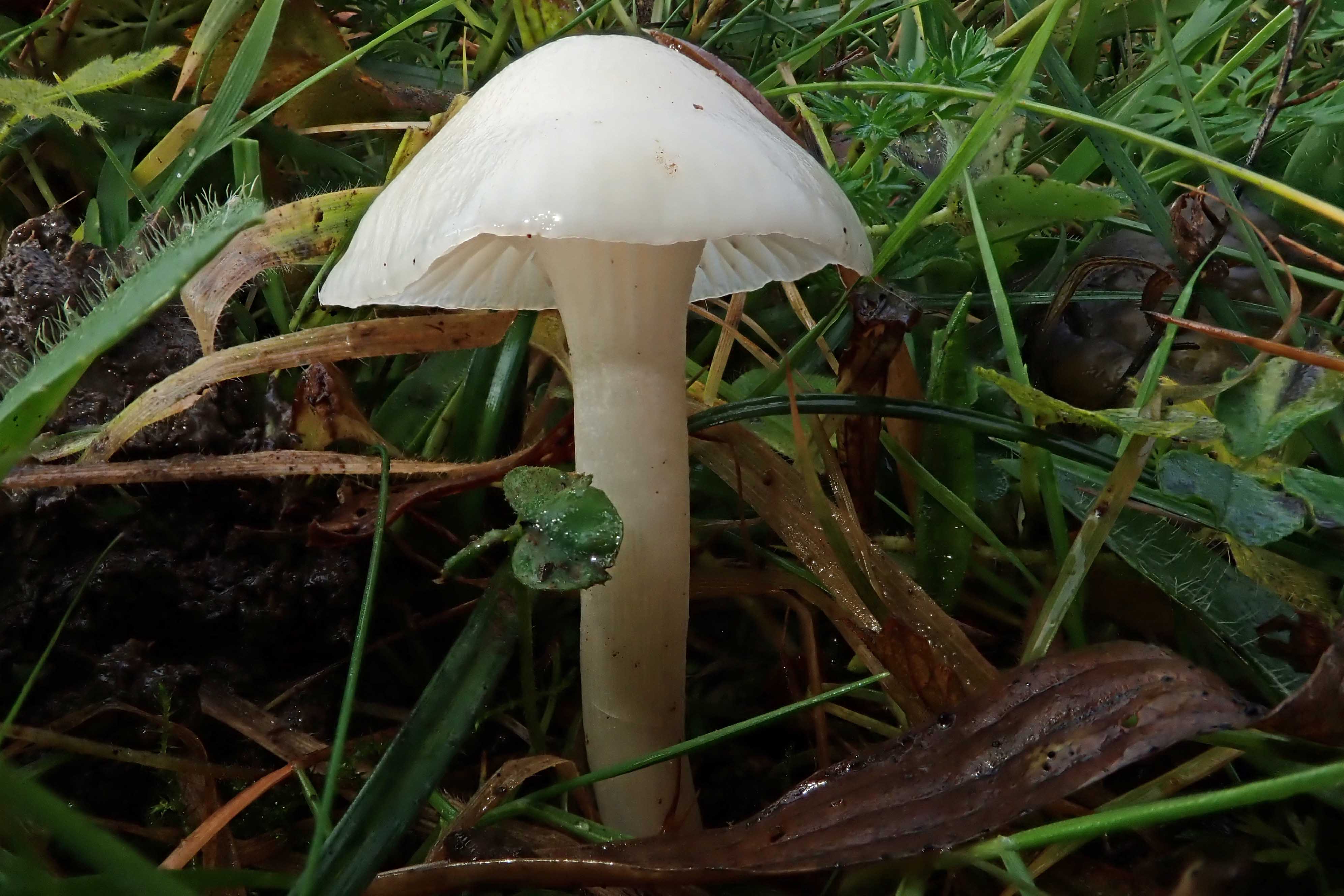 231124 waxcap snowy