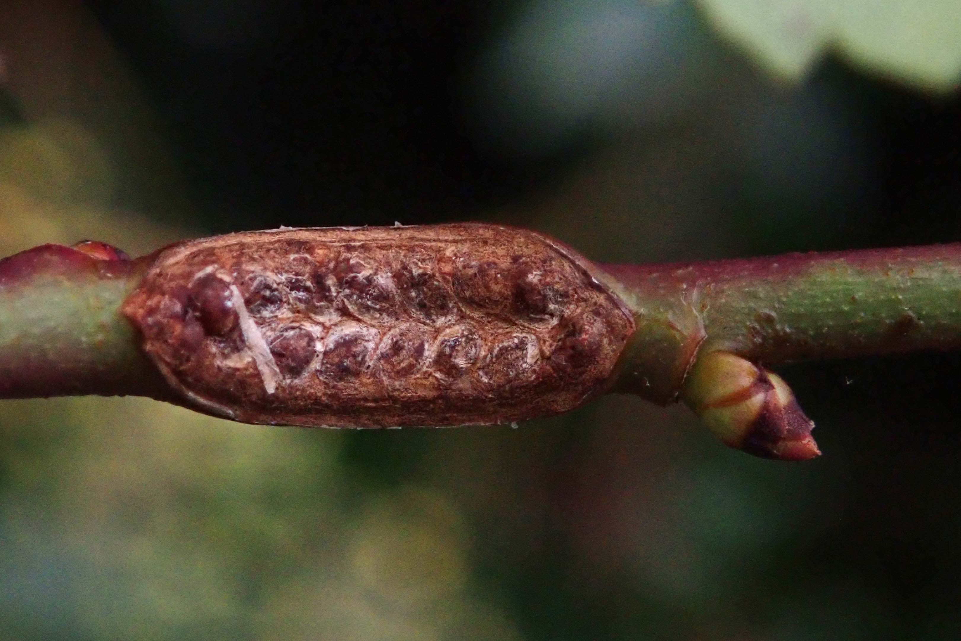 231125 sawfly egg scar