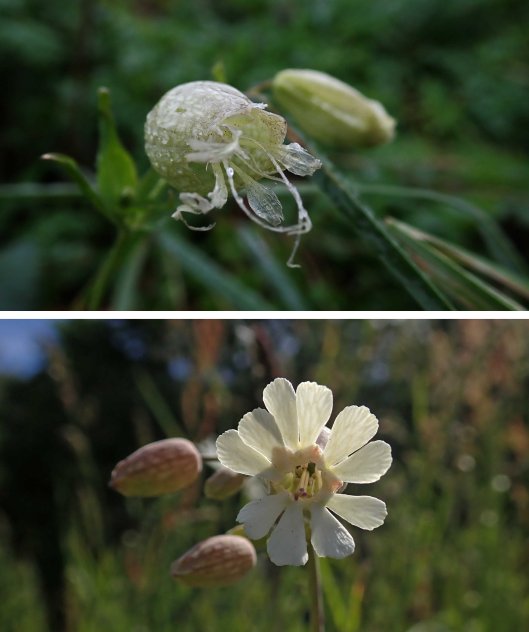 231126 bladder campion