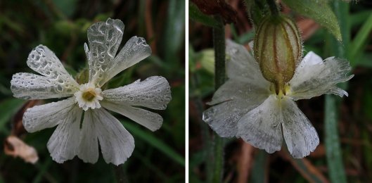 231126 white campion