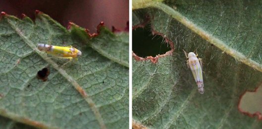 231128 Ribautiana tenerrima (2)