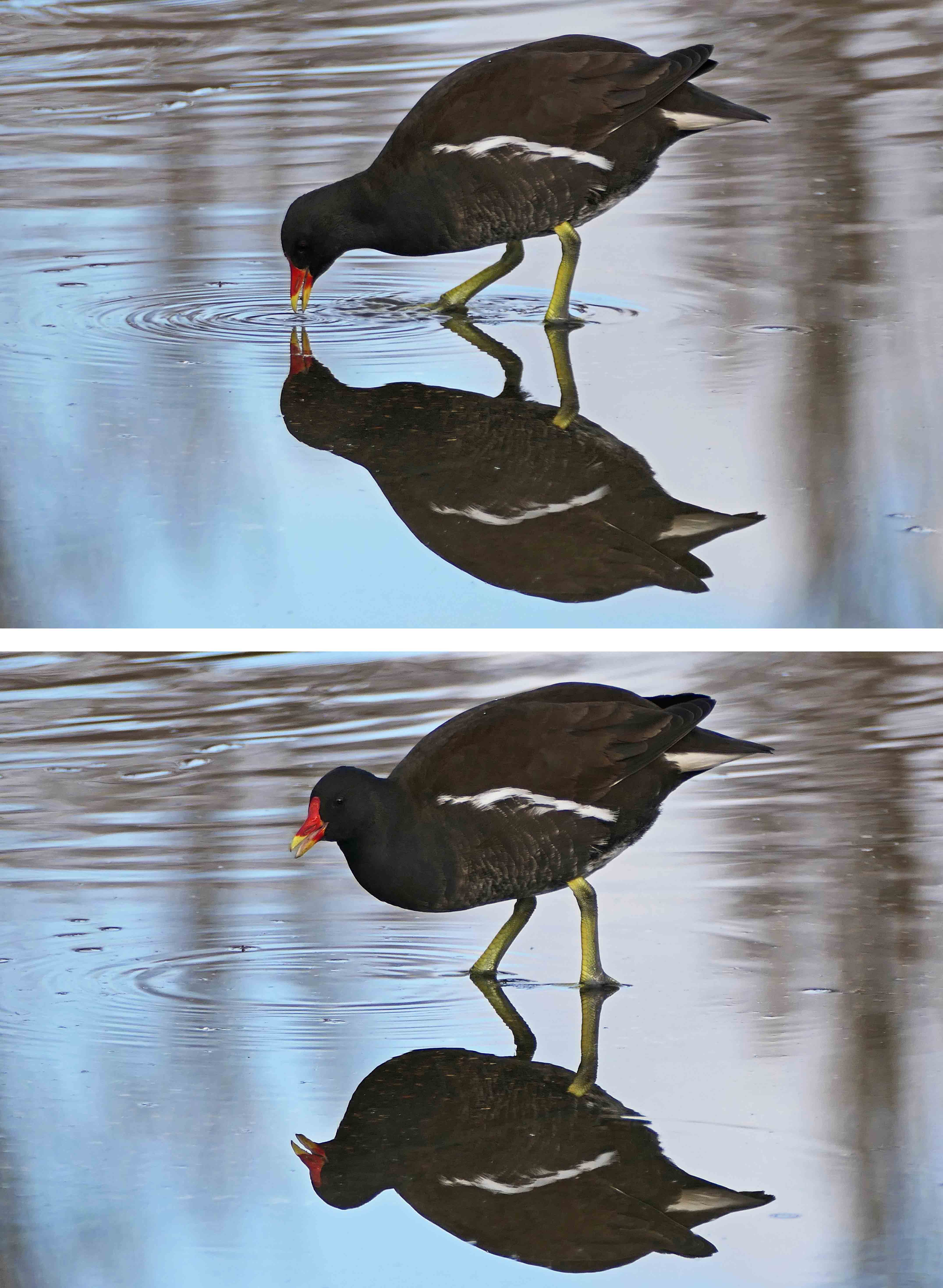231129 moorhen reflects