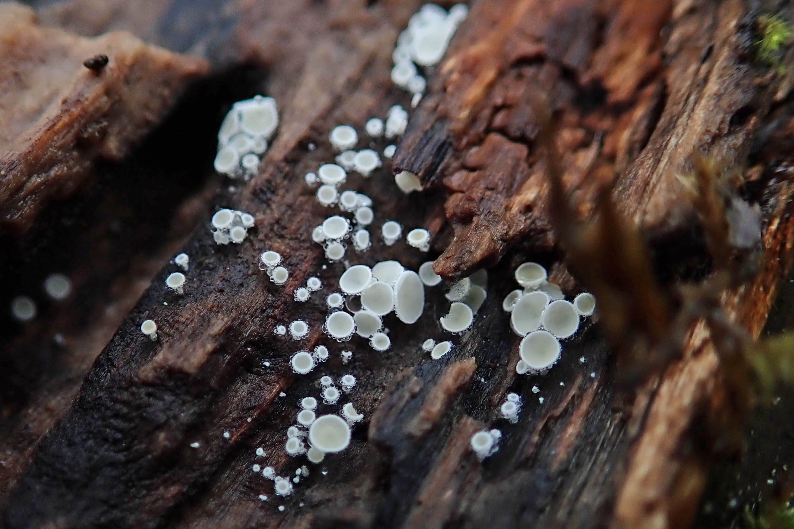 231201 snowy disco (1)