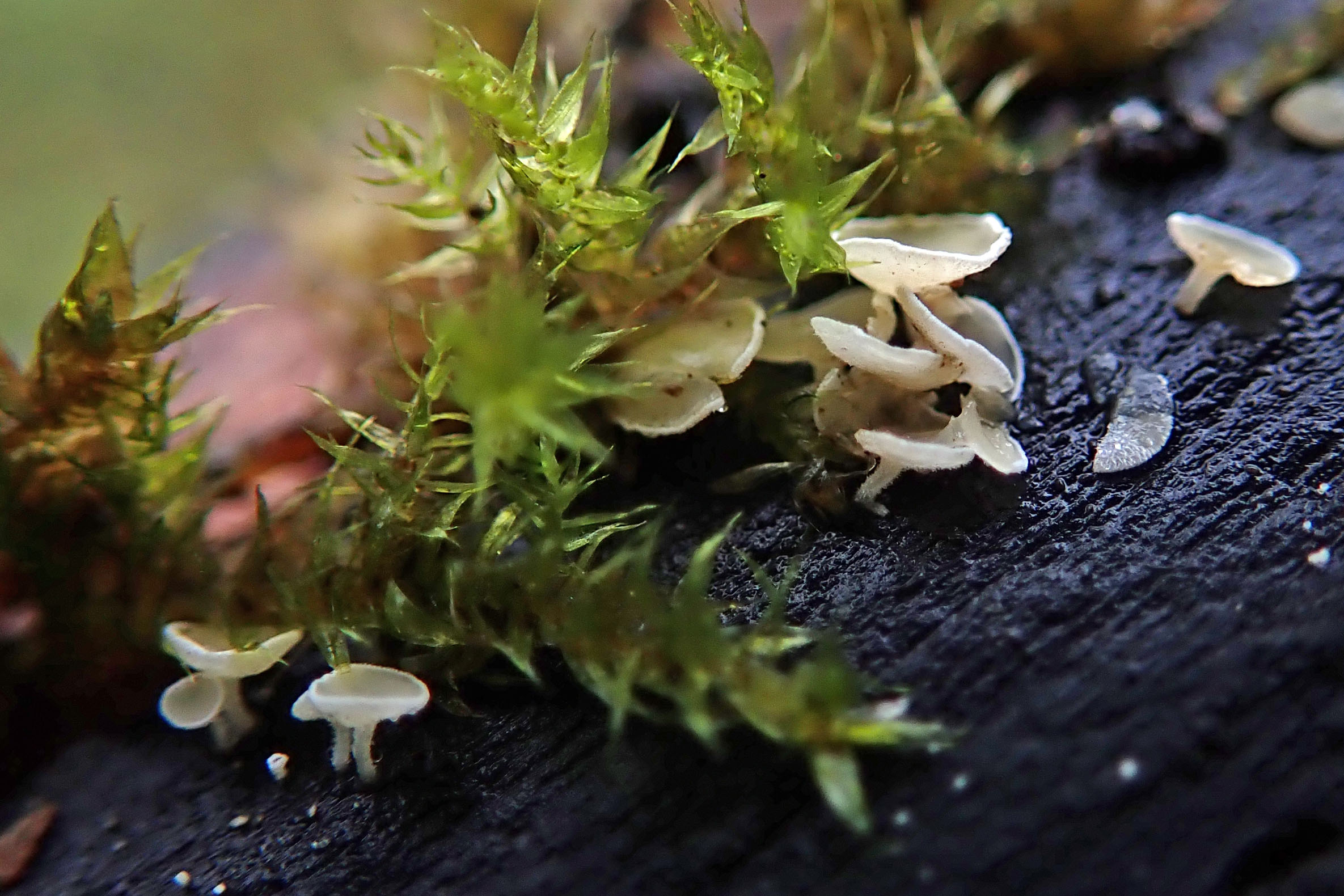 231201 snowy disco (2)