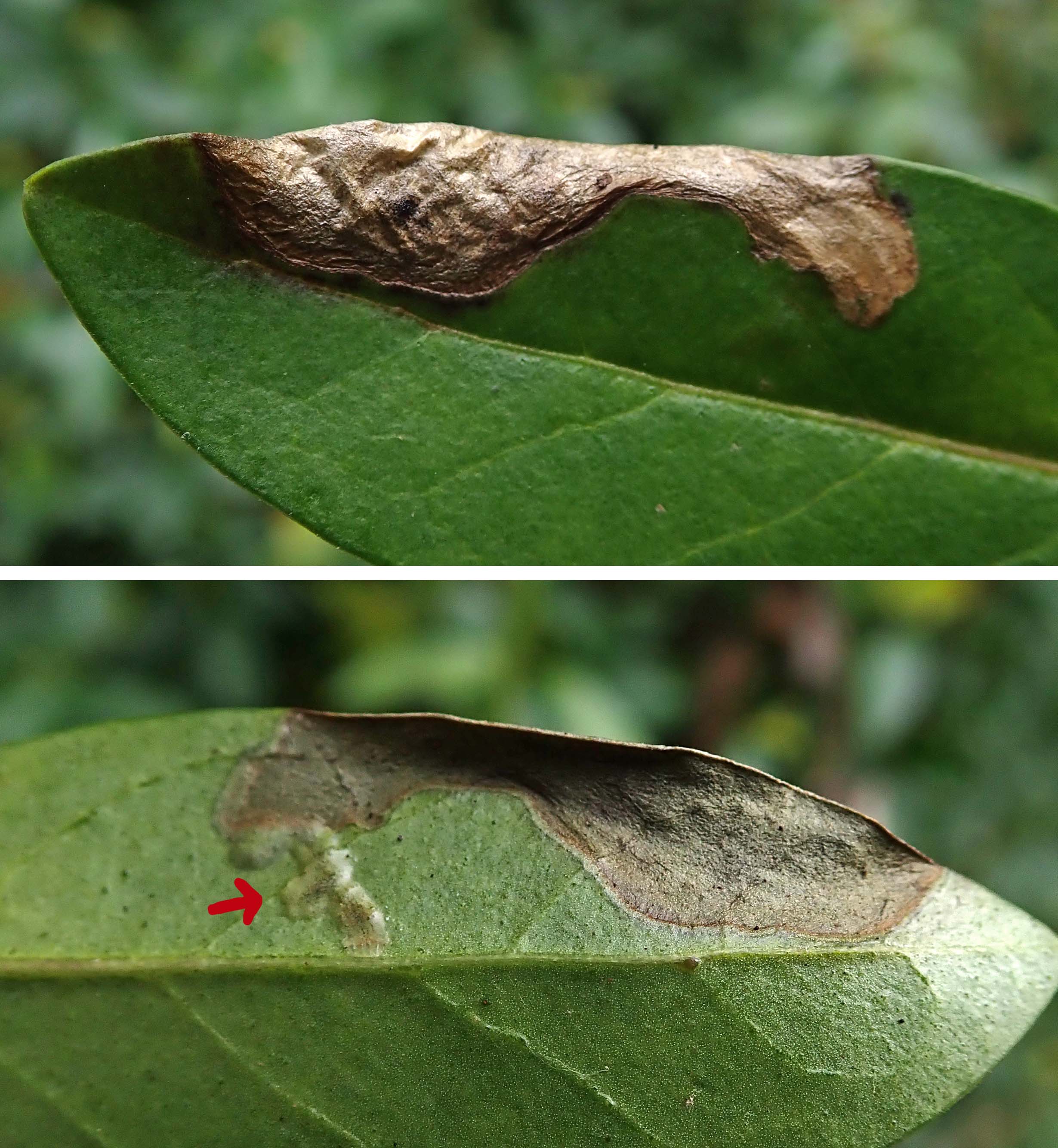 231204 Gracillaria syringella (1)