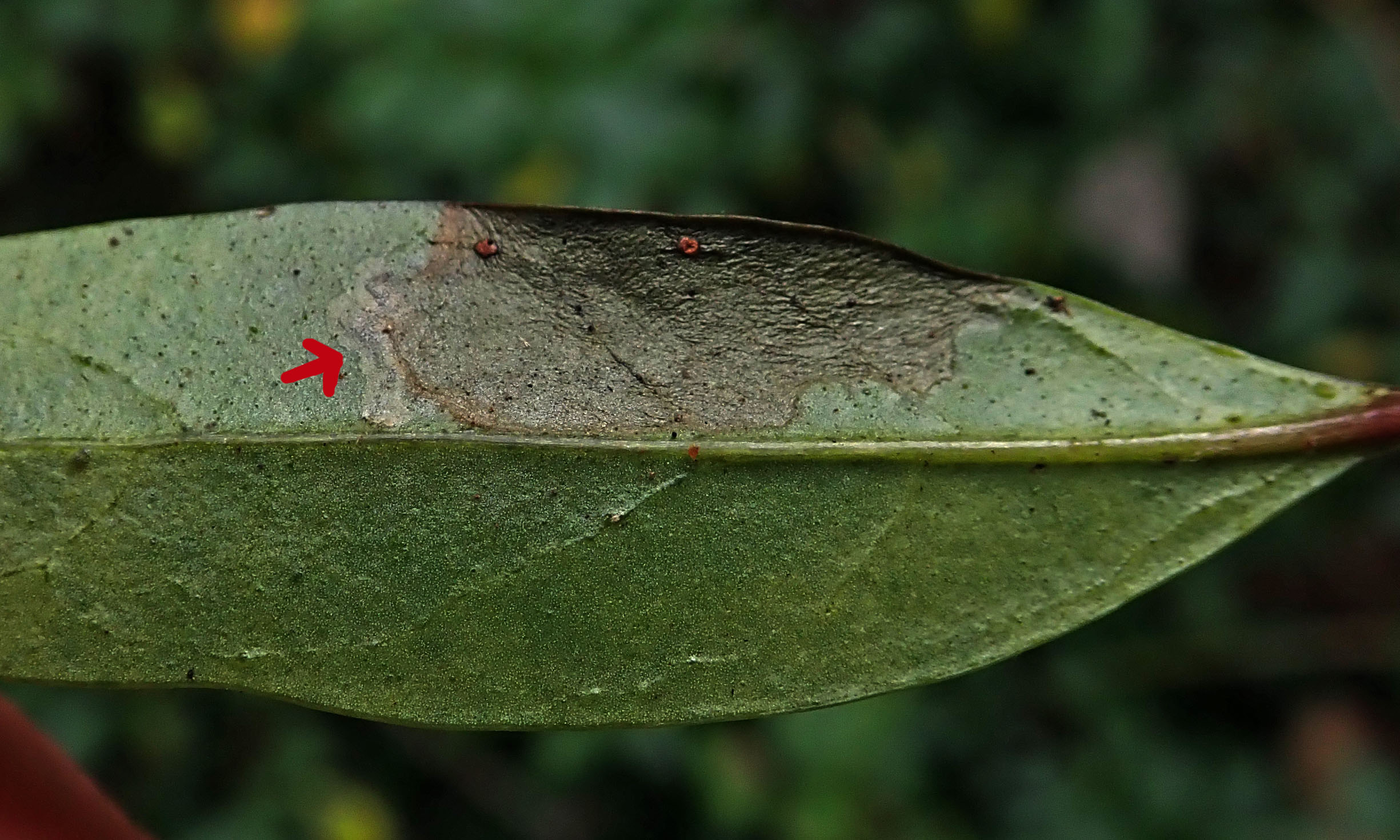 231204 Gracillaria syringella (2)