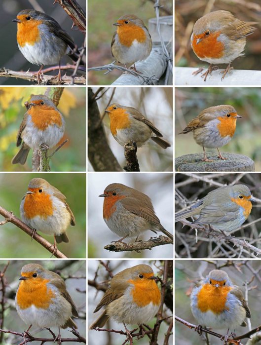 231205 robins