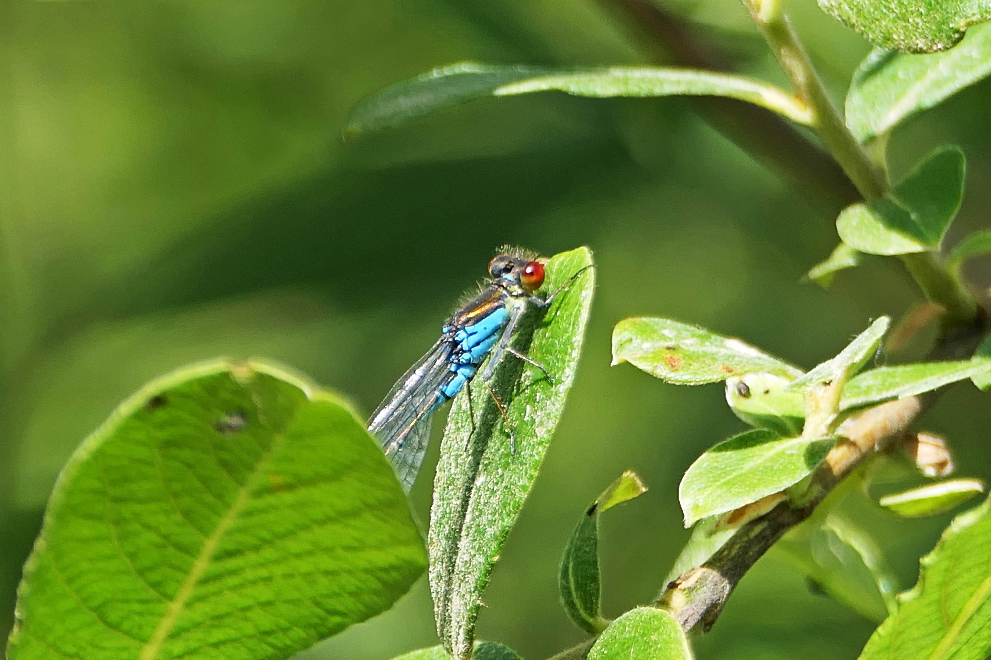 231209 small red-eyed damselfly