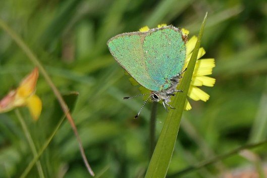 231213 green hairstreak