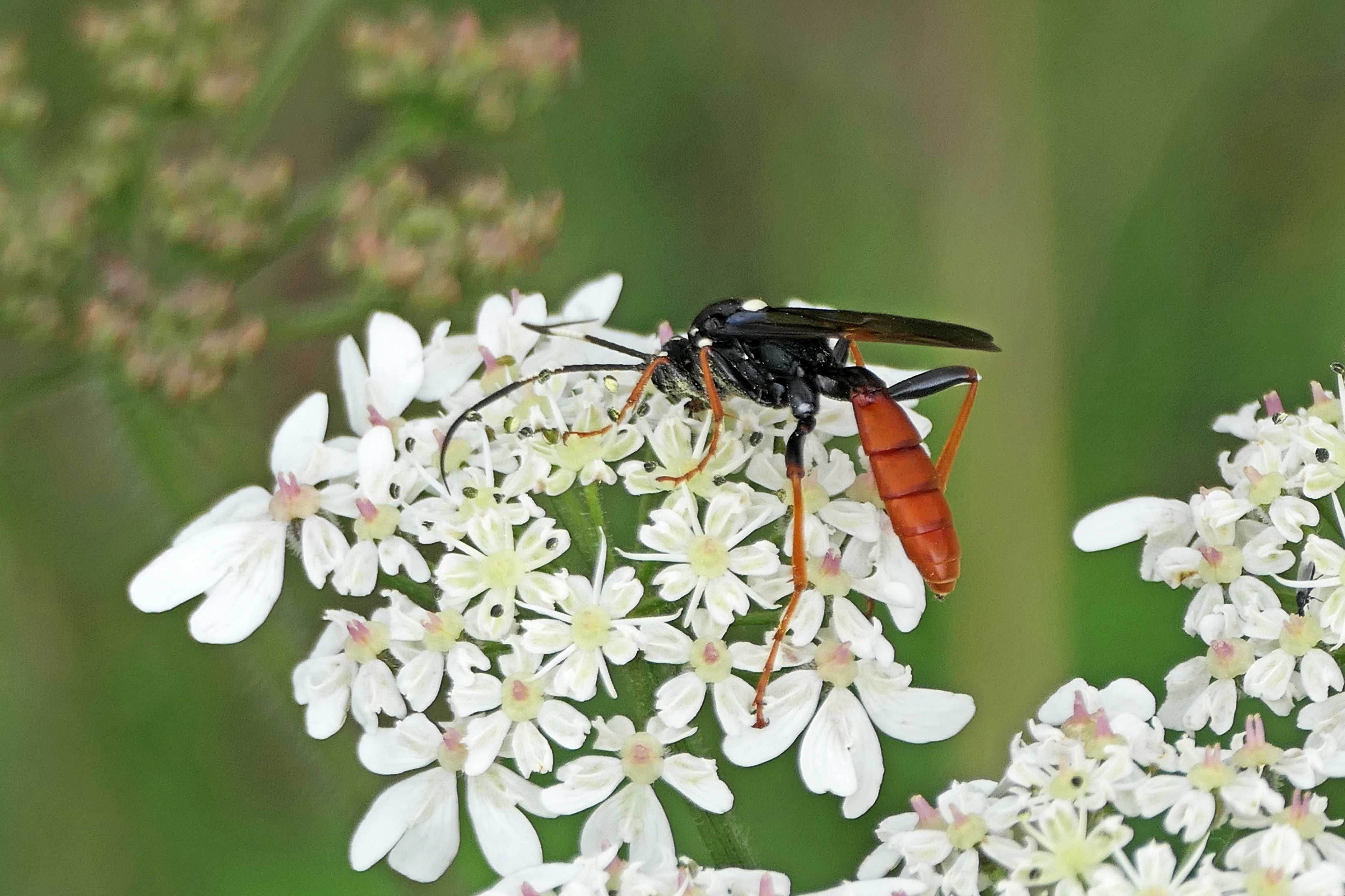 231214 Amblyjoppa fuscipennis