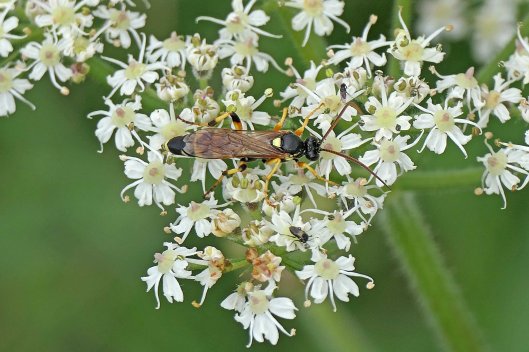 231214 Ichneumon sarcitorius