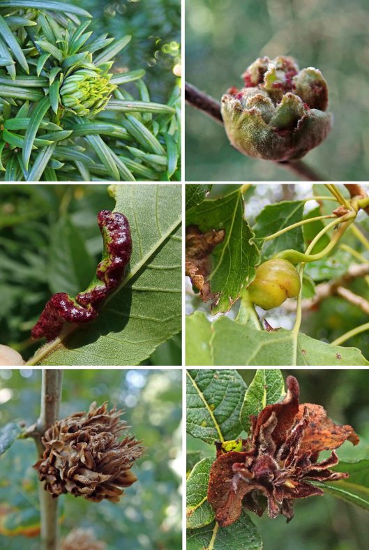 231216 mixed galls