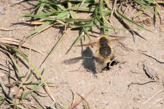 231219 1 Bombylius canescens