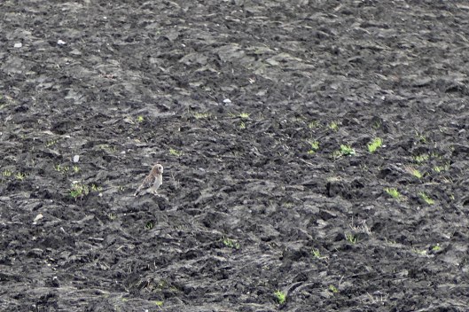 231220 short-eared owl (1)