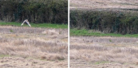 231220 short-eared owl (2)