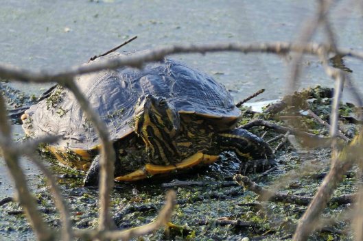 231225 terrapin yellow-bellied (1)