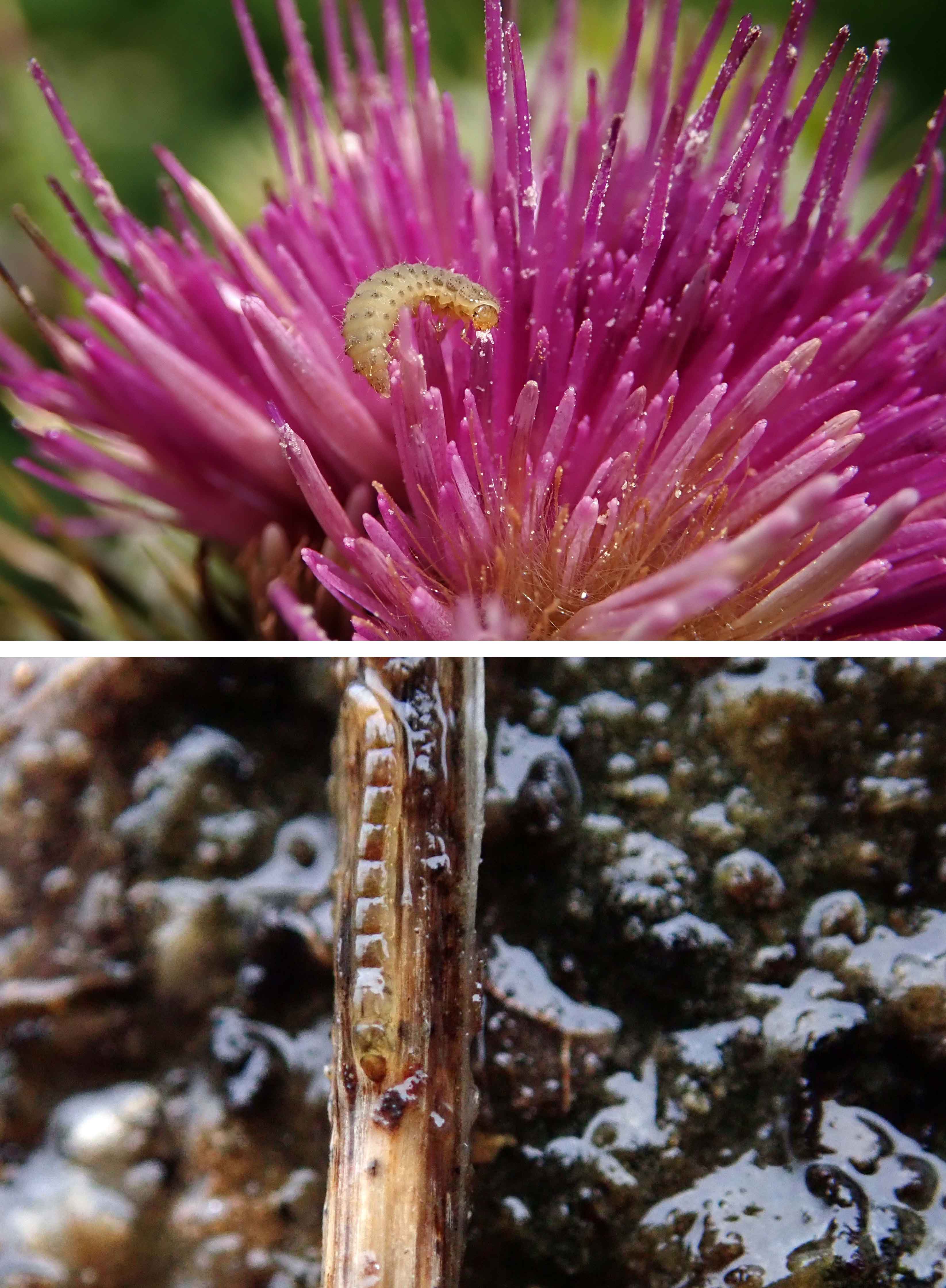 231226 unknown larvae