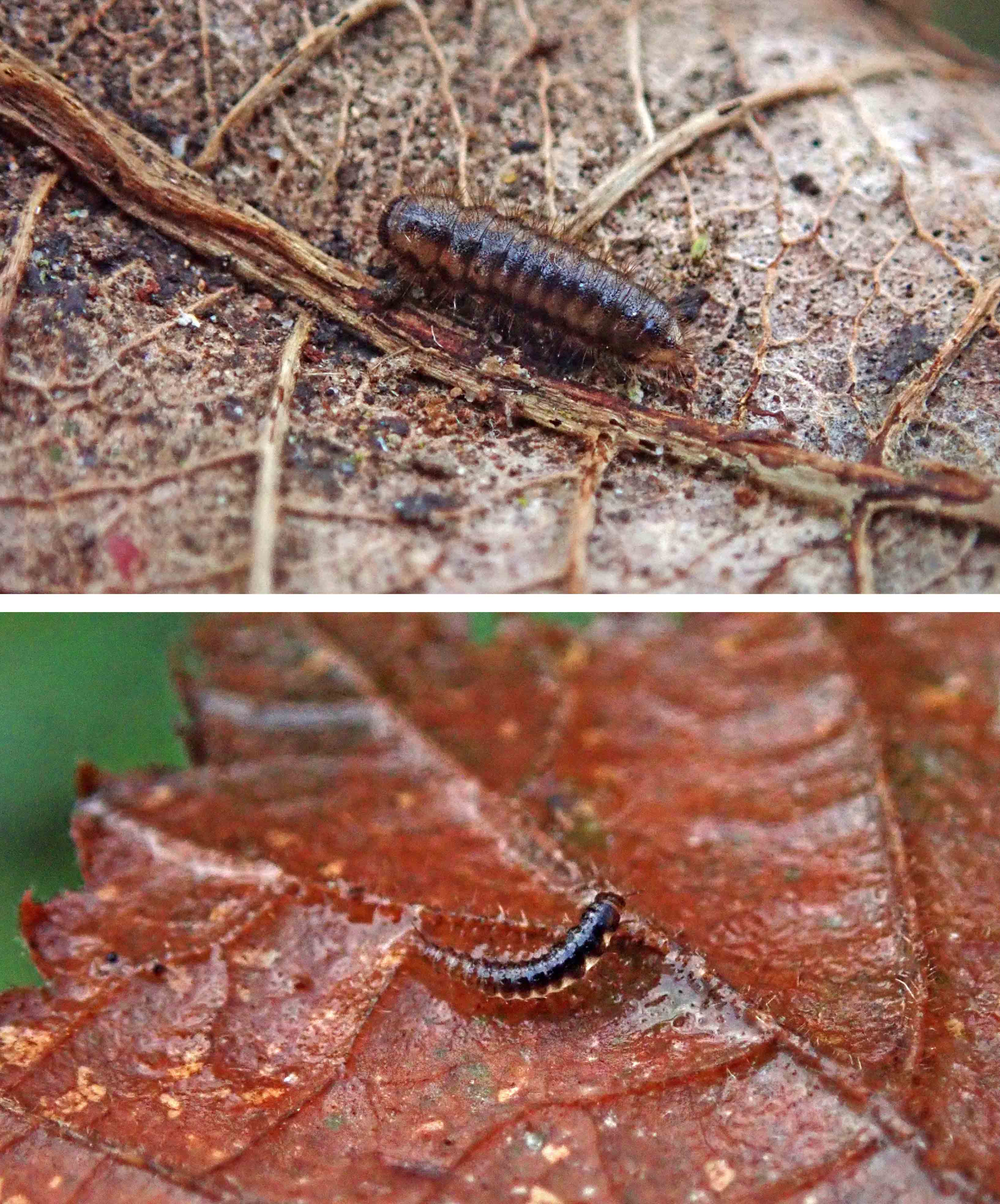 231226 unknowns in leaf litter