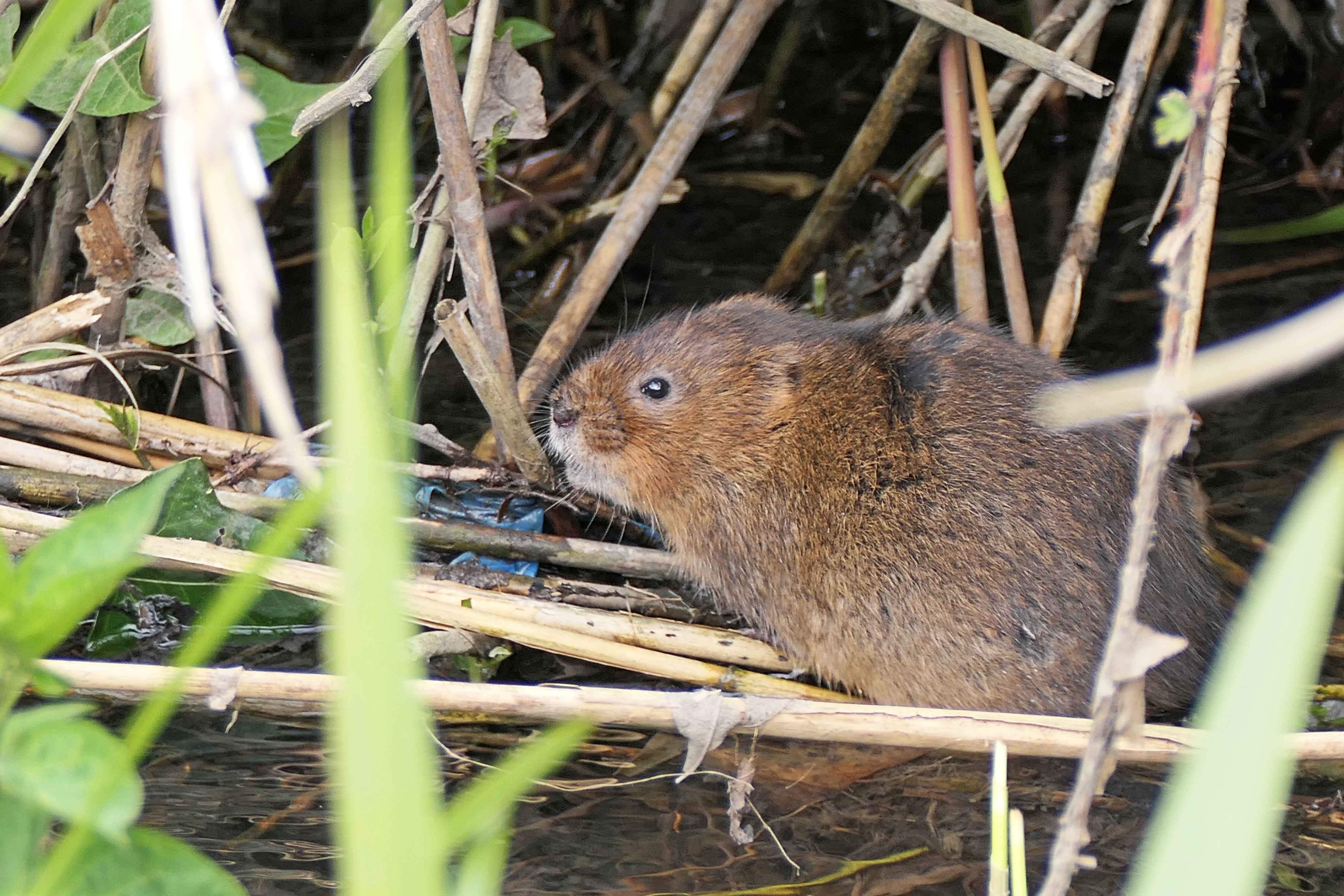 231227 water vole