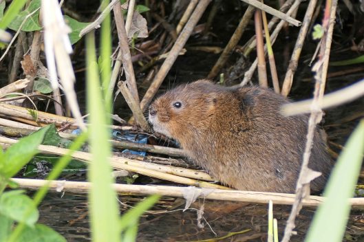 231227 water vole
