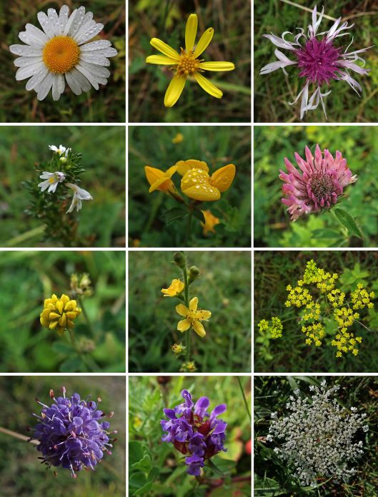 231228 wildflowers 230924 (1)