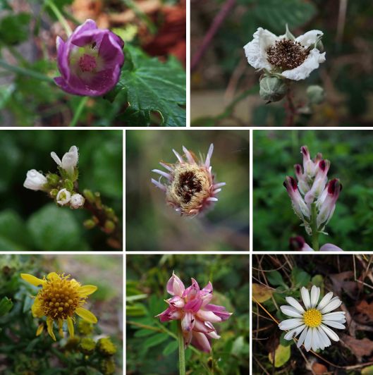 231228 wildflowers x31 (1)