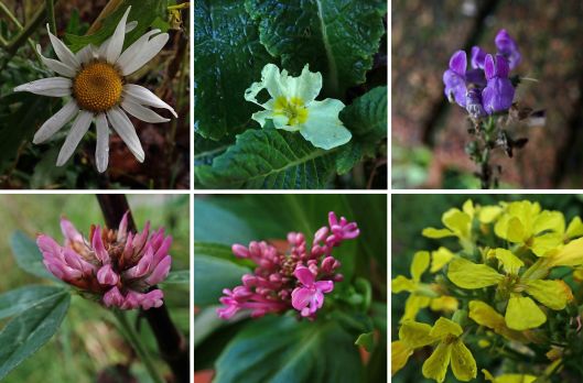 231228 wildflowers x31 (3)