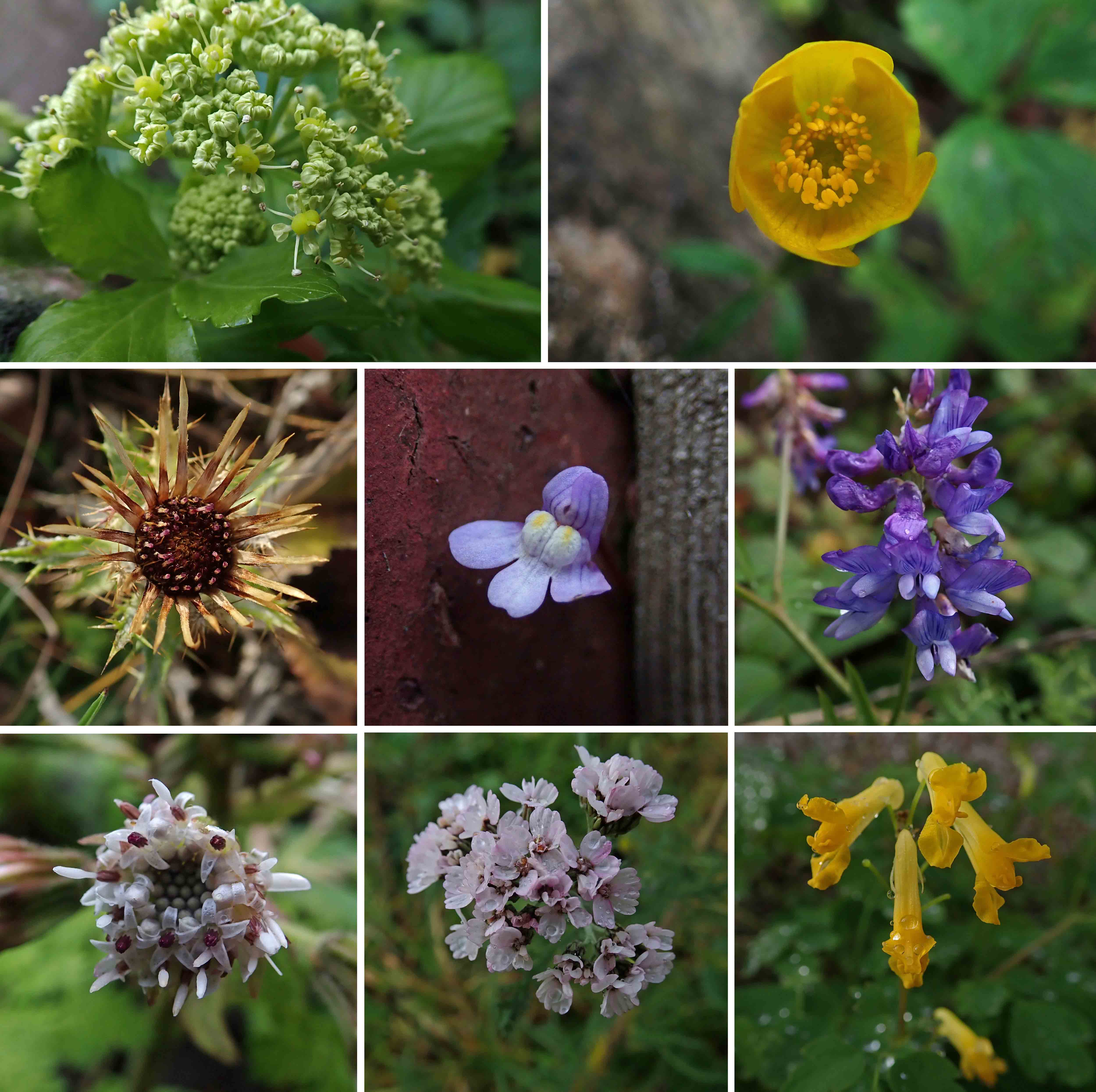 231228 wildflowers x31 (4)