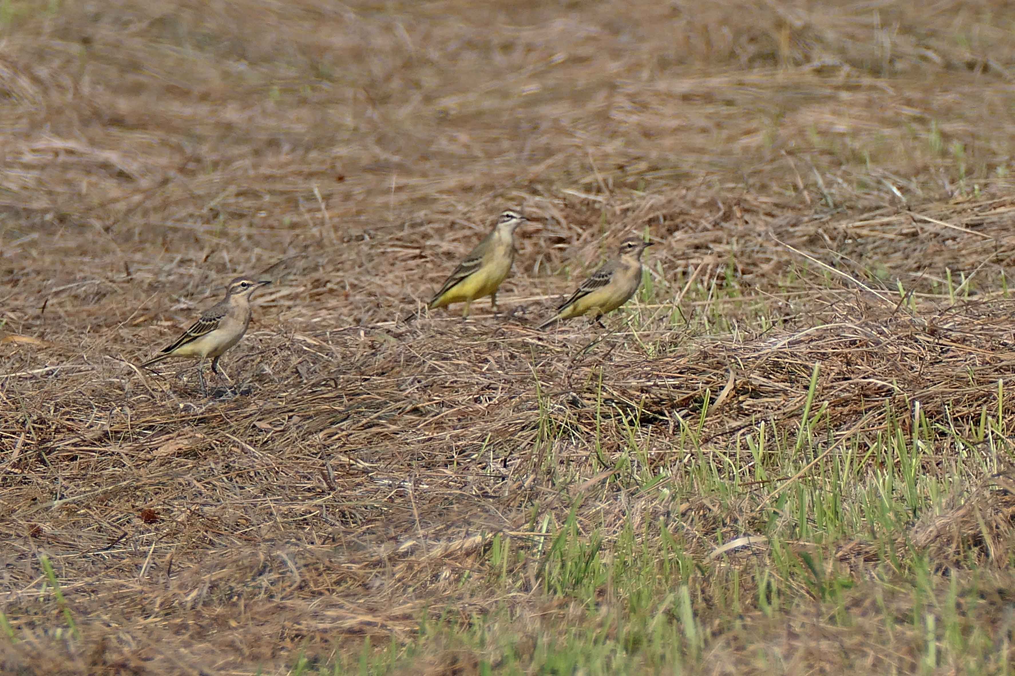 231230 yellow wagtail