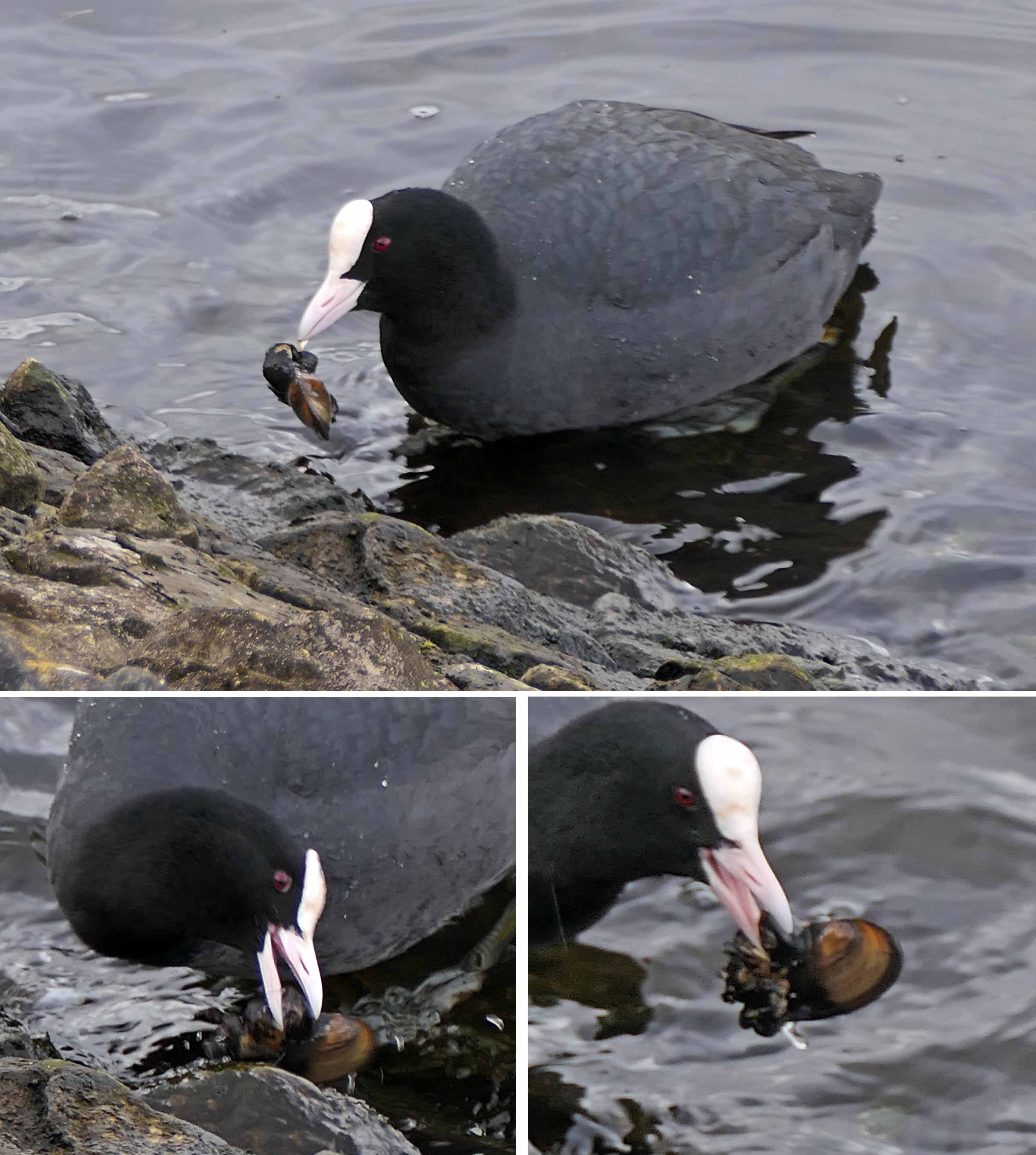 231231 zebra mussel and coot