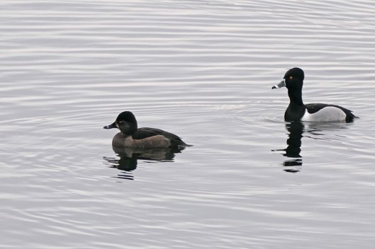 240108 ring-necked ducks