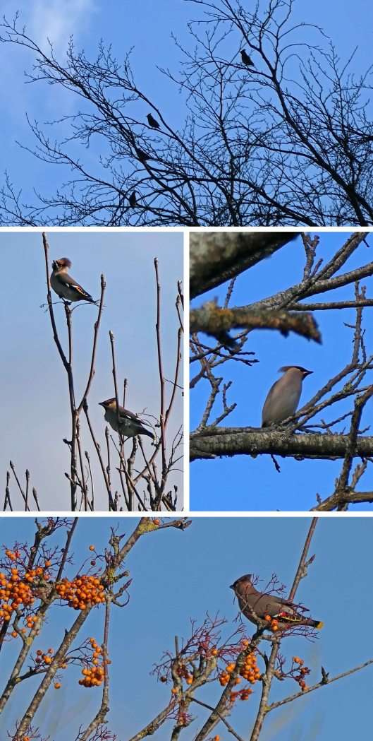 240113 waxwings