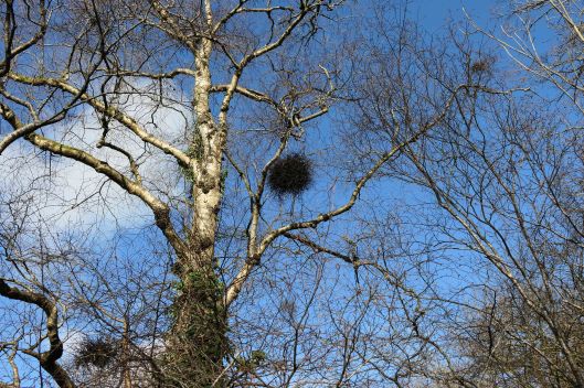 240116 witchs broom (1)