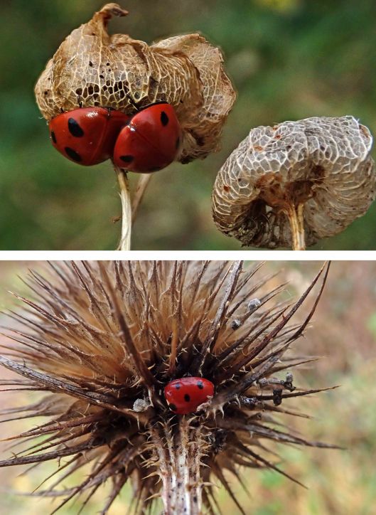 240117 ladybird (2)