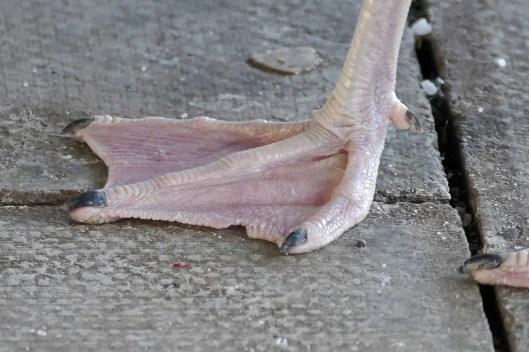 240119 herring gulls feet